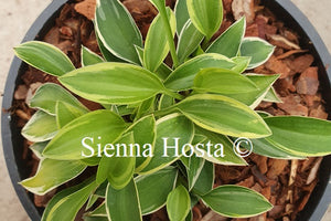 Hosta 'Cookie Crumbs'