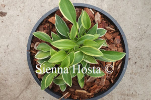 Hosta 'Cookie Crumbs'