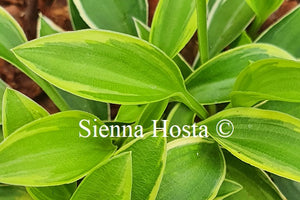 Hosta 'Cookie Crumbs'