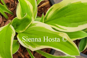 Hosta 'Verna Jean'