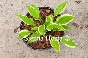 Hosta 'Verna Jean'