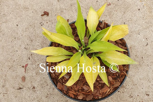 Hosta 'Gosan Hildegarde'