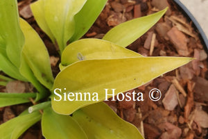 Hosta 'Gosan Hildegarde'