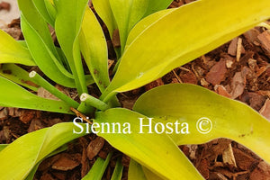 Hosta 'Gosan Hildegarde'