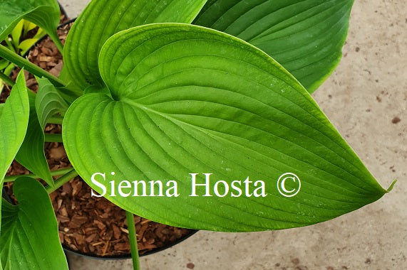 Hosta 'Green Acres'