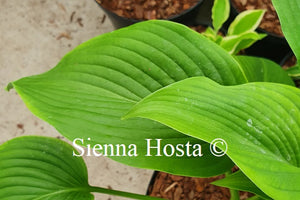 Hosta 'Green Acres'