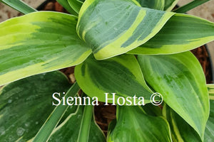 Hosta 'Poker'
