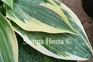 Hosta 'Poker'