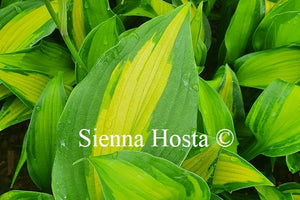 Hosta 'High Voltage'