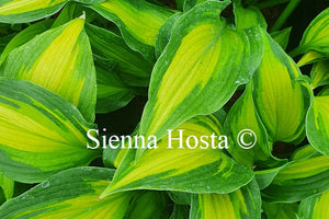 Hosta 'High Voltage'