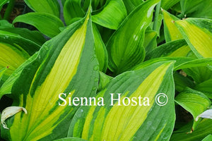 Hosta 'High Voltage'