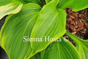 Hosta 'Paradise Backstage'
