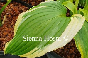 Hosta 'Paradise Backstage'