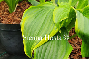 Hosta 'Paradise Backstage'