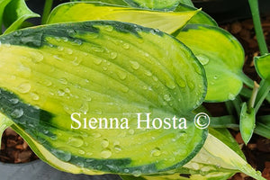 Hosta 'Paradise Joyce'