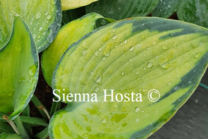 Hosta 'Paradise Joyce'