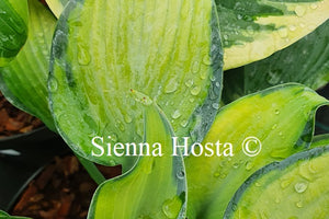 Hosta 'Paradise Joyce'