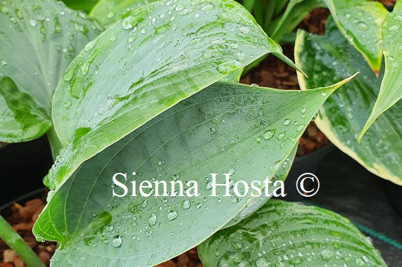 Hosta 'Jane's Blush'