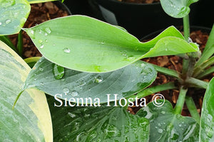 Hosta 'Jane's Blush'