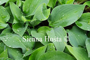 Hosta 'Blue Boy'