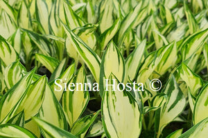 Hosta 'Fireworks'