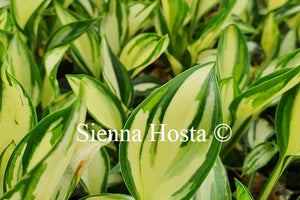 Hosta 'Fireworks'