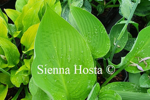 Hosta 'Glen Triumph'