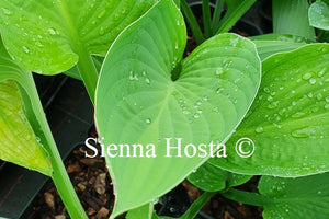 Hosta 'Glen Triumph'