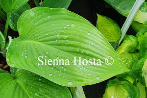 Hosta 'Glen Triumph'