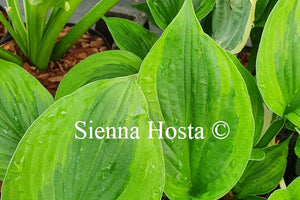 Hosta 'Dust Devil'