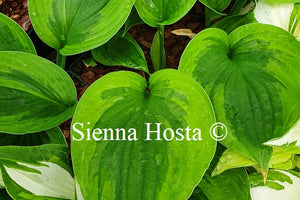 Hosta 'Dust Devil'