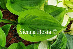 Hosta 'Dust Devil'