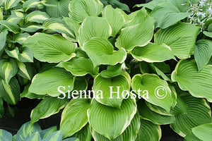 Hosta 'Winter Snow'