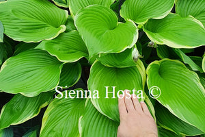 Hosta 'Winter Snow'