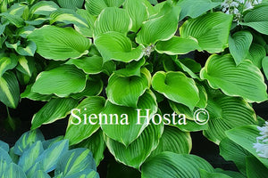 Hosta 'Winter Snow'