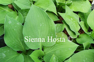 Hosta 'Pearl Lake'