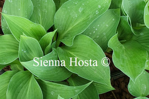 Hosta 'Pearl Lake'