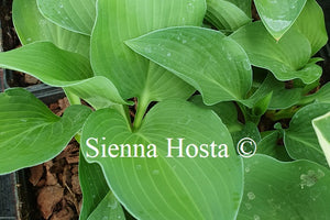 Hosta 'Pearl Lake'