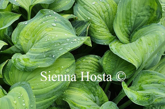 Hosta 'Ambrosia'