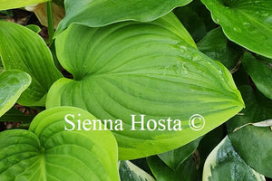 Hosta 'Paradise Sunshine'