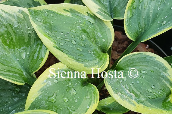 Hosta 'Master of Ceremonies'