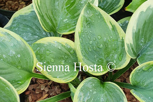 Hosta 'Master of Ceremonies'