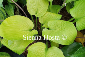 Hosta 'School Bus'