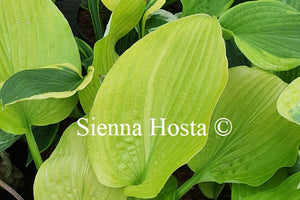 Hosta 'School Bus'