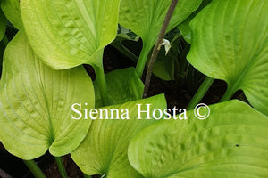 Hosta 'School Bus'