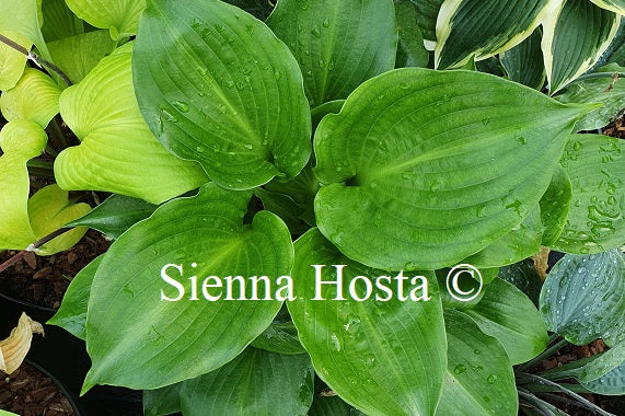 Hosta 'Shiny Sonata'