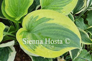 Hosta 'Strawberry Surprise'