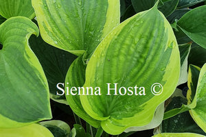 Hosta 'Strawberry Surprise'