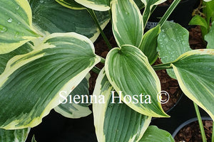 Hosta 'Lakeside Rocky Top'