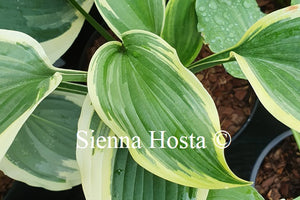 Hosta 'Lakeside Rocky Top'